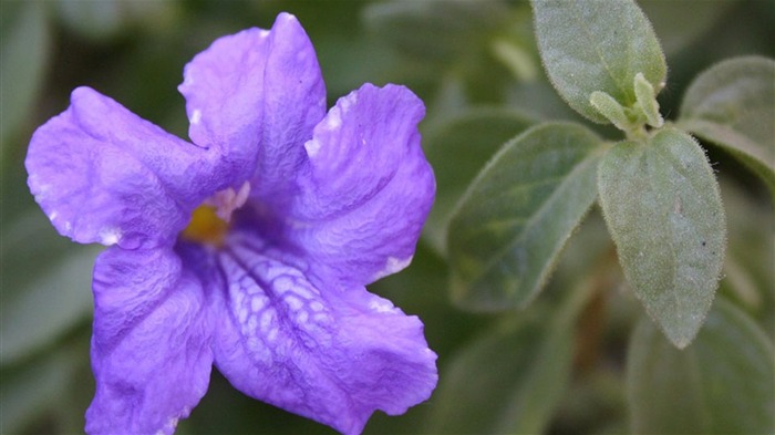 Macro photography of plants flowers 23 Views:7713 Date:2011/6/18 0:00:53