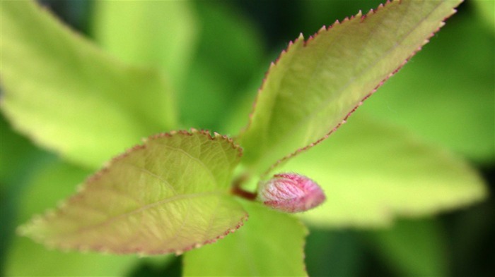 Macro photography of plants flowers 24 Views:6626 Date:2011/6/18 0:01:10