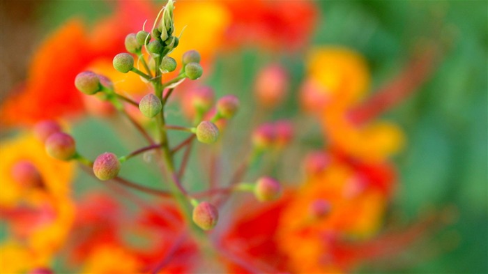 Macro photography of plants flowers 25 Views:6723 Date:2011/6/18 0:01:24