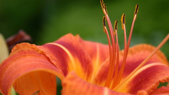 Macro photography of plants flowers 26 Views:6865 Date:2011/6/18 0:01:47