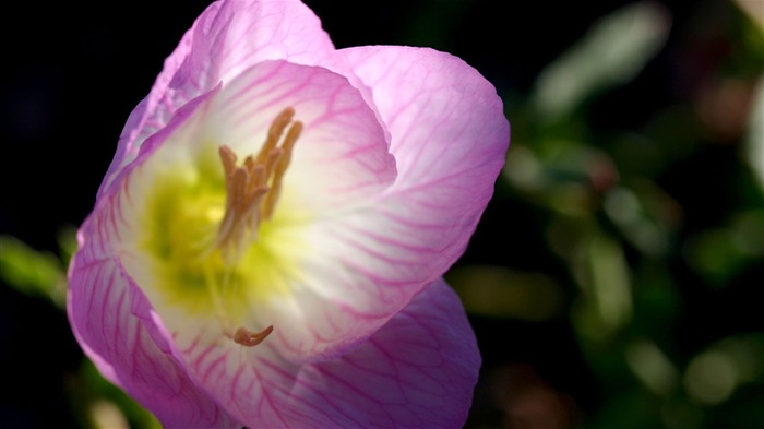 Macro photography of plants flowers 28 Views:6510 Date:2011/6/18 0:02:22