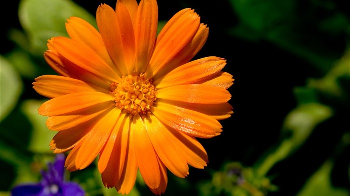 Macro photography of plants flowers 30 Views:7139 Date:2011/6/18 0:03:01