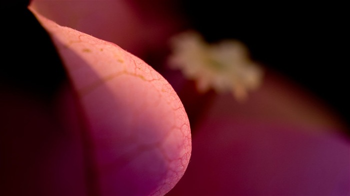 Macro photography of plants flowers 32 Views:6973 Date:2011/6/18 0:03:30