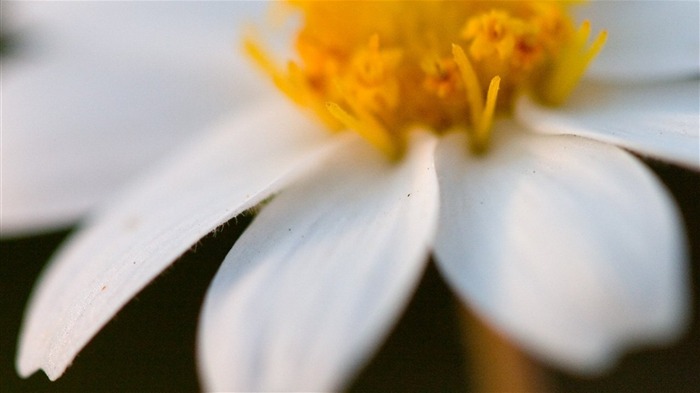 Macro photography of plants flowers 33 Views:6933 Date:2011/6/18 0:03:49