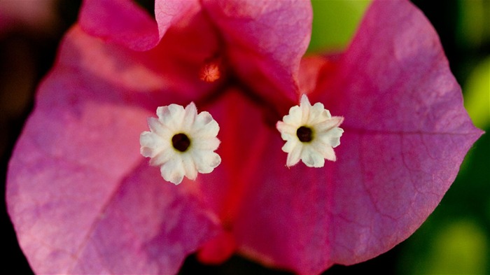 Macro photography of plants flowers 34 Views:6572 Date:2011/6/18 0:04:06