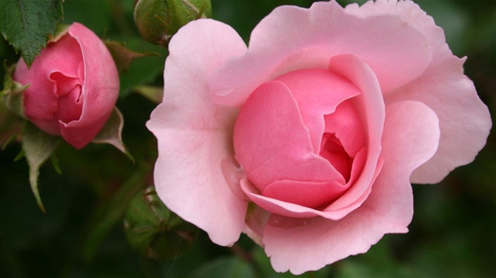 Macro photography of plants flowers 35 Views:8612 Date:2011/6/18 0:04:22