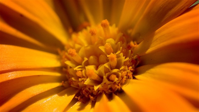 Macro photography of plants flowers 36 Views:6763 Date:2011/6/18 0:04:52