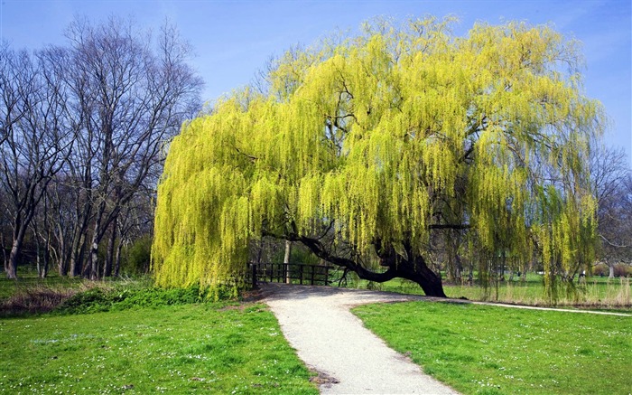 Netherlands weeping willow wallpaper Views:22399 Date:2011/6/6 22:21:50