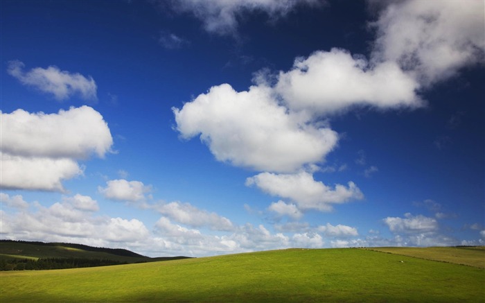 New Zealand s green pastures under the blue sky wallpaper Views:14858 Date:2011/6/6 22:23:32