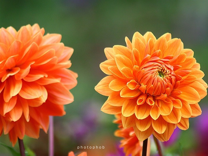 Naranja-Dahlia Foto Multifoliada Dahlia foto 06 Vistas:7045