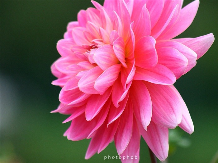 Foto de Dahlia Photo Multifoliate Dahlia de Orange-Dahlia 08 Vistas:7018