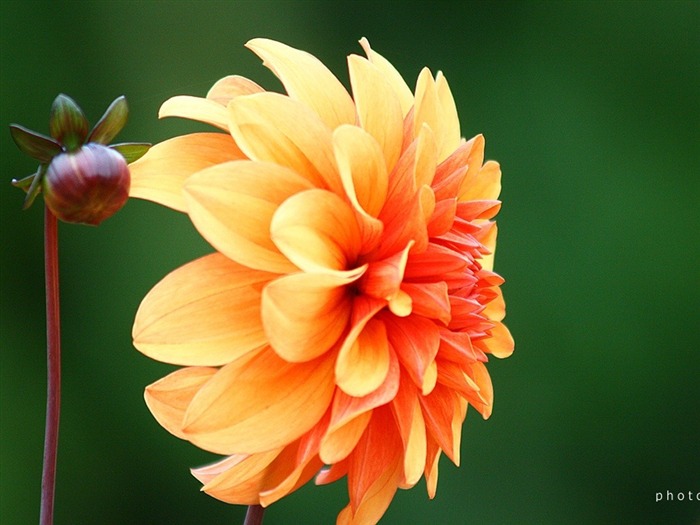 Orange Dahlia Photo Multifoliate Dahlia foto 13 Vistas:5535