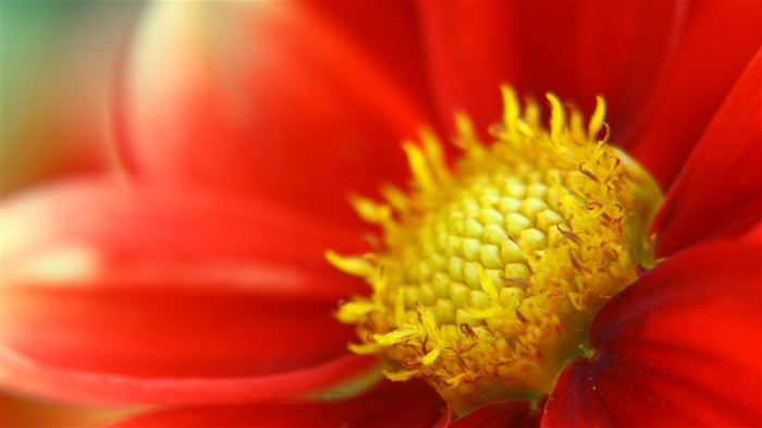 Foto de Dahlia Photo Multifoliate Dahlia de Orange 23 Vistas:5875