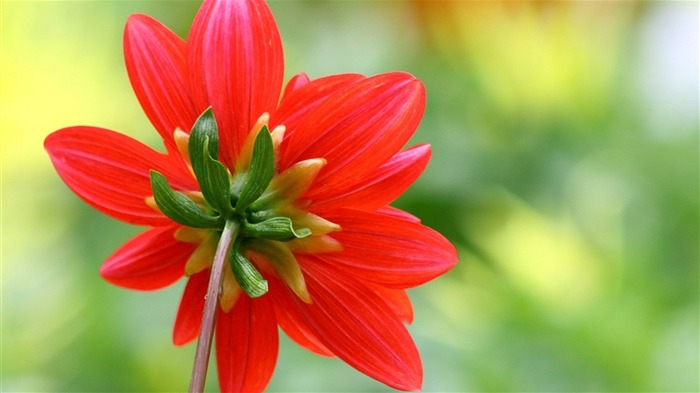 Foto de Dahlia Photo Multifoliate Dahlia de Orange 31 Vistas:6096