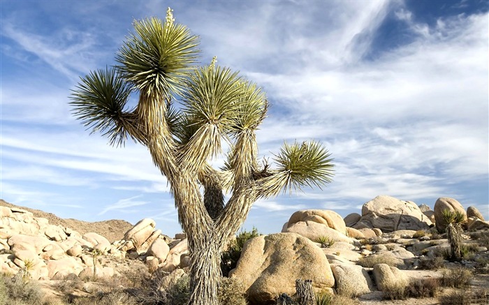 Photo Un cactus dans le désert immense Vues:15093