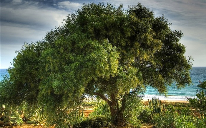 Photo A Lush Tree on Seaside Views:13497 Date:2011/6/27 18:03:24