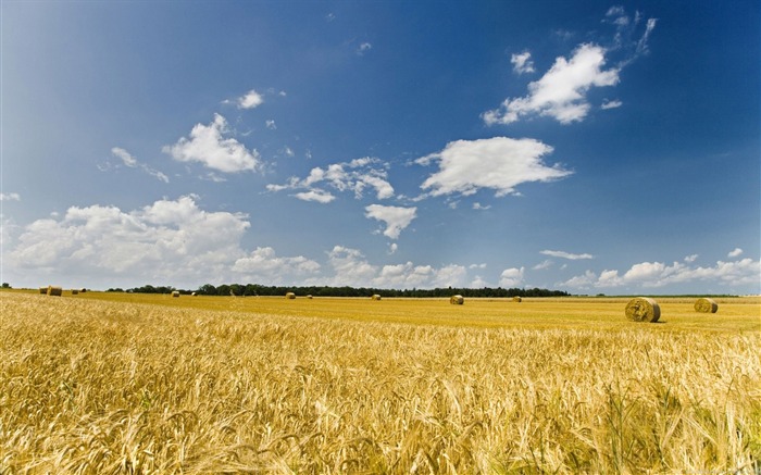 Photo Autumn Wheat Field Under Blue Sky 01 Views:26937 Date:2011/6/27 18:05:50