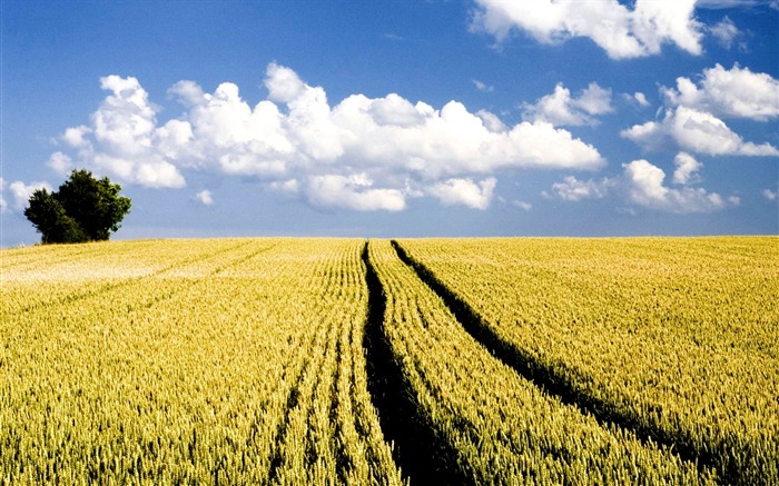 Photo Autumn Wheat Field Under Blue Sky Views:21633 Date:2011/6/27 18:06:26