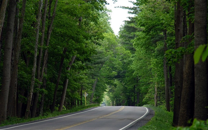 Photo Country Road Lined with trees Views:17419 Date:2011/6/27 18:11:20