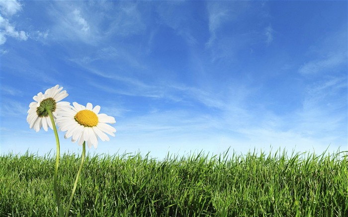 Photo Flower Grassland blue Sky Views:59670 Date:2011/6/27 18:13:09