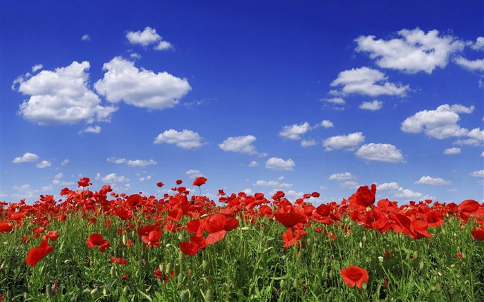 Photo Poppy Flower Field Under Blue Sky Views:23777 Date:2011/6/27 18:18:22