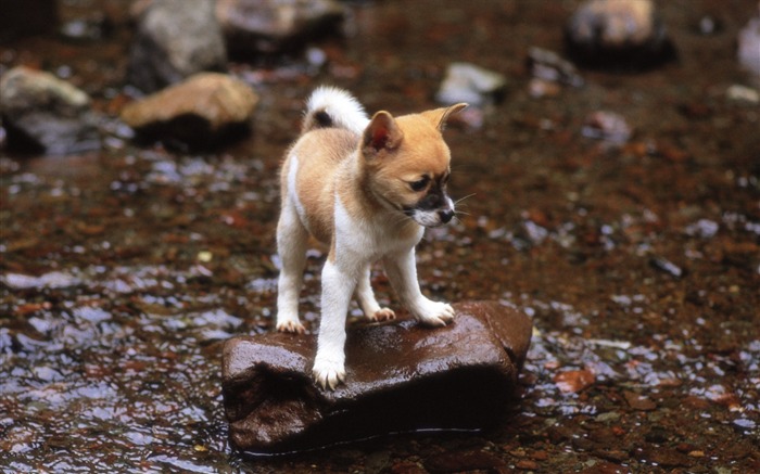 Puppy Shiba Inus Outdoor adventure-Lovely Puppies1 Views:10895 Date:2011/6/16 4:33:25