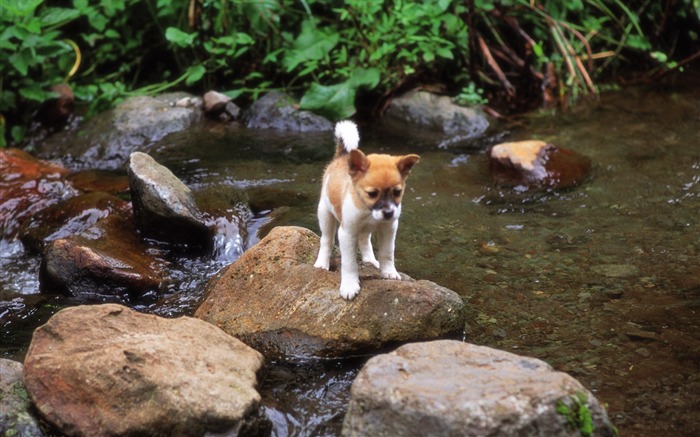 Puppy Shiba Inus Outdoor adventure-Lovely Puppies Views:11545 Date:2011/6/16 4:32:58