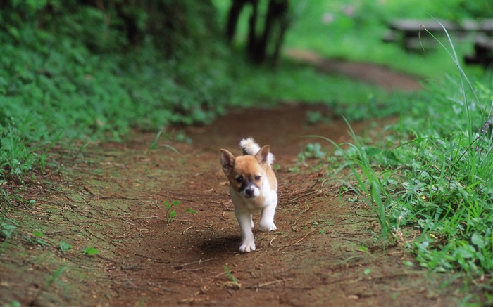 Puppy Shiba Inus on a path-Lovely Puppies Views:20321 Date:2011/6/16 4:26:37