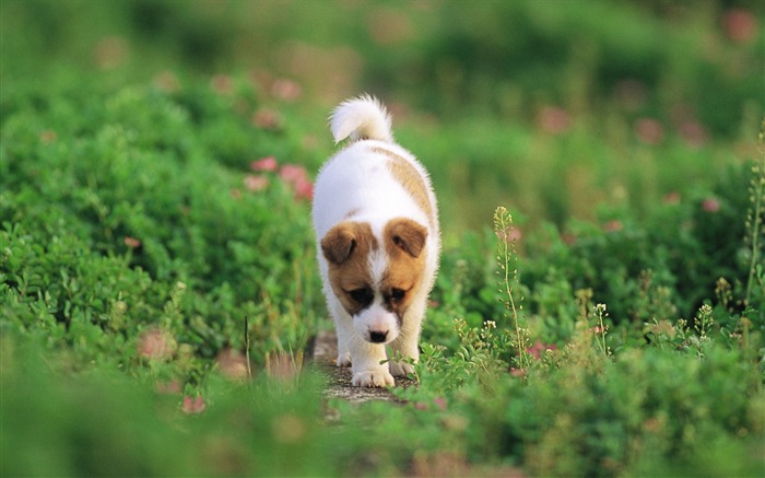 Puppy in Garden-Cute puppys outddor fun-Lovely Puppies Views:13770 Date:2011/6/16 4:26:11