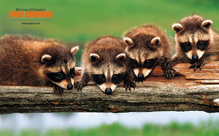 Raccoon wallpaper Vues:14419