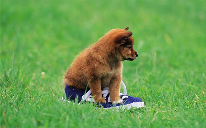 Shiba Inu puppy on a sneaker-Lovely Puppies Views:18723 Date:2011/6/16 4:34:15