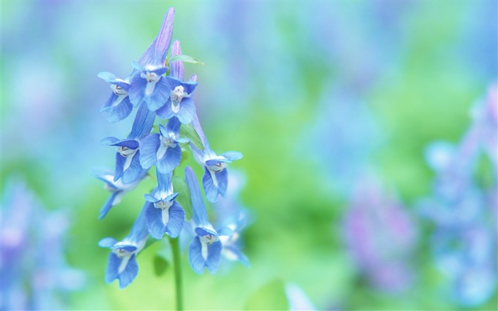 Soft photography - beautiful wildflower photography dream 02 Views:11213 Date:2011/6/18 0:08:28