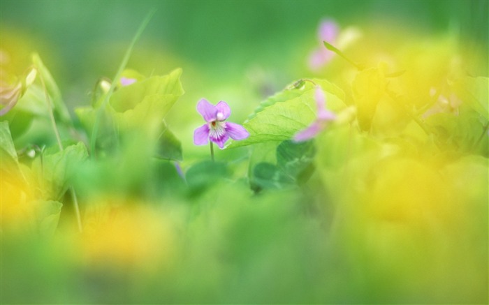 Soft photography - beautiful wildflower photography dream 03 Views:12571 Date:2011/6/18 0:08:56