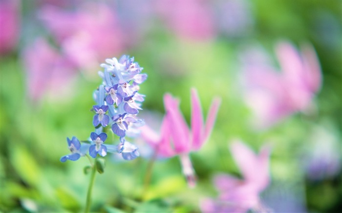 Fotografía suave - hermosa fotografía de flores silvestres sueño 04 Vistas:9919