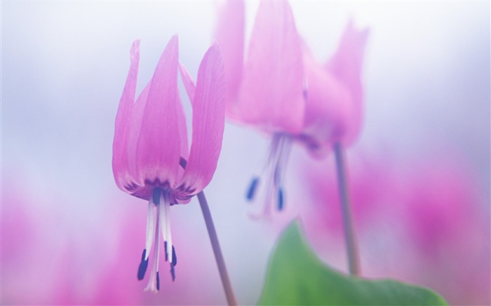 Fotografía suave - hermosa fotografía de flores silvestres sueño 05 Vistas:9666