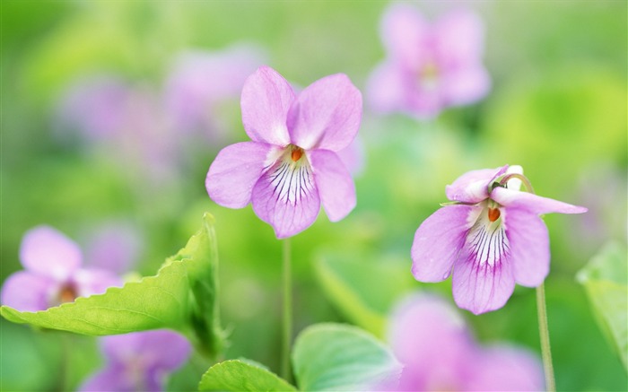 Fotografía suave - hermoso sueño de fotografía de flores silvestres 06 Vistas:10125