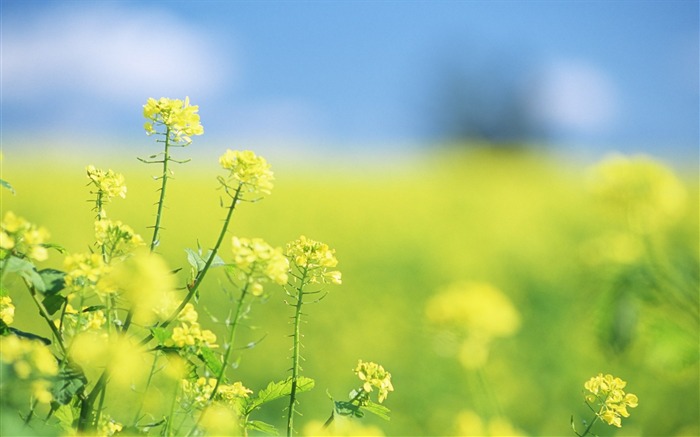 Soft photography - beautiful wildflower photography dream 08 Views:14358 Date:2011/6/18 0:10:46