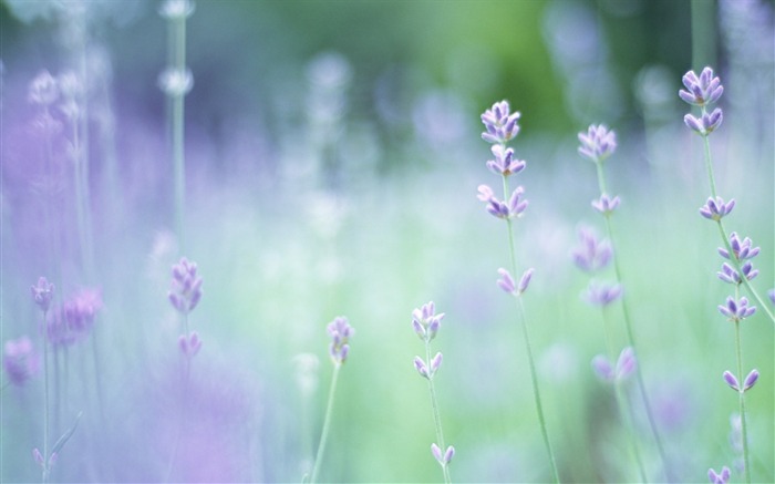 Soft photography - beautiful wildflower photography dream 09 Views:19320 Date:2011/6/18 0:11:06