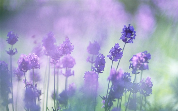 Fotografía suave - hermosa fotografía de flores silvestres sueño 10 Vistas:16776