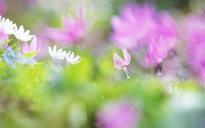 Fotografía suave - hermosa fotografía de flores silvestres sueño 11 Vistas:10991