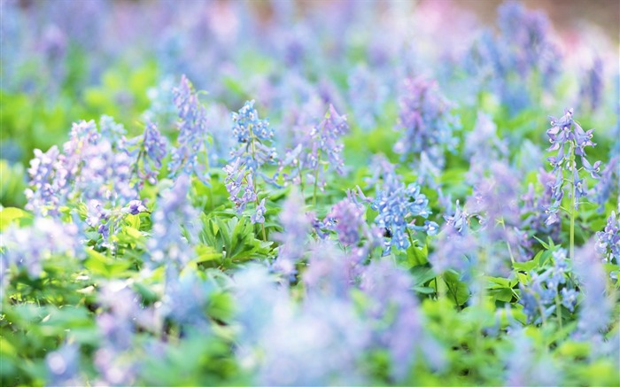 Fotografía suave - hermosa fotografía de flores silvestres sueño 12 Vistas:10133