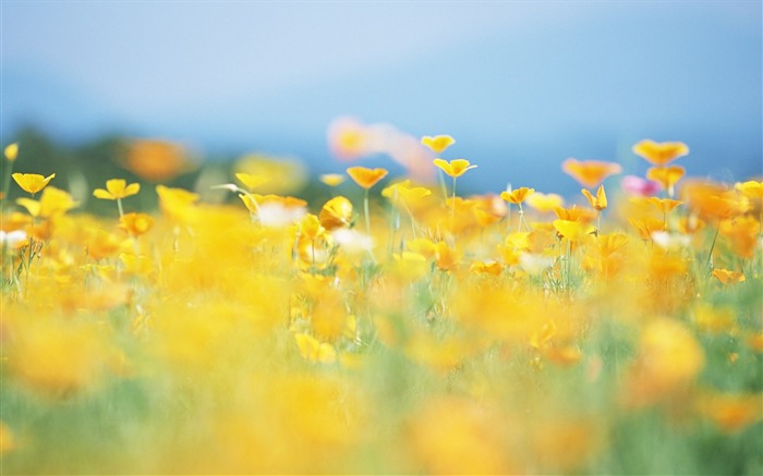 Fotografía suave - hermosa fotografía de flores silvestres sueño 14 Vistas:17263