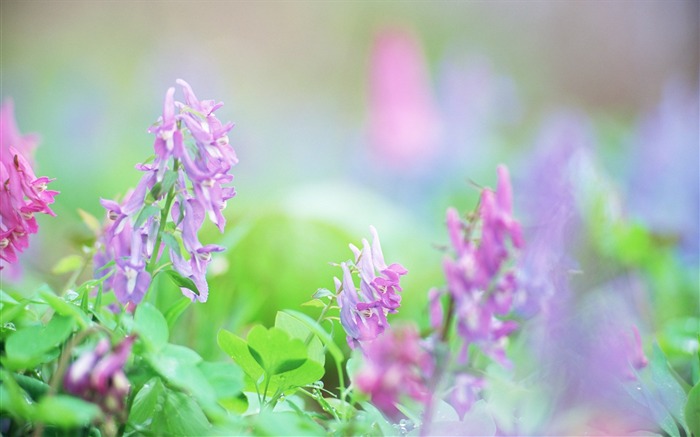 Fotografía suave - hermosa fotografía de flores silvestres sueño 15 Vistas:9966