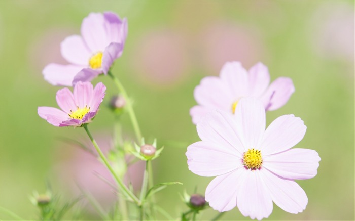 Fotografía suave - hermosa fotografía de flores silvestres sueño 16 Vistas:8672