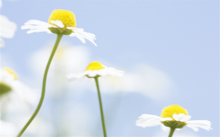 Fotografia macia - fotografia bonita de flores selvagens sonhe 20 Visualizações:8149