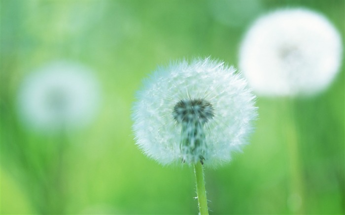 Fotografía suave - hermosa fotografía de flores silvestres sueño 21 Vistas:8270