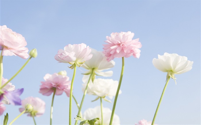 Fotografía suave - hermosa fotografía de flores silvestres sueño 24 Vistas:8319