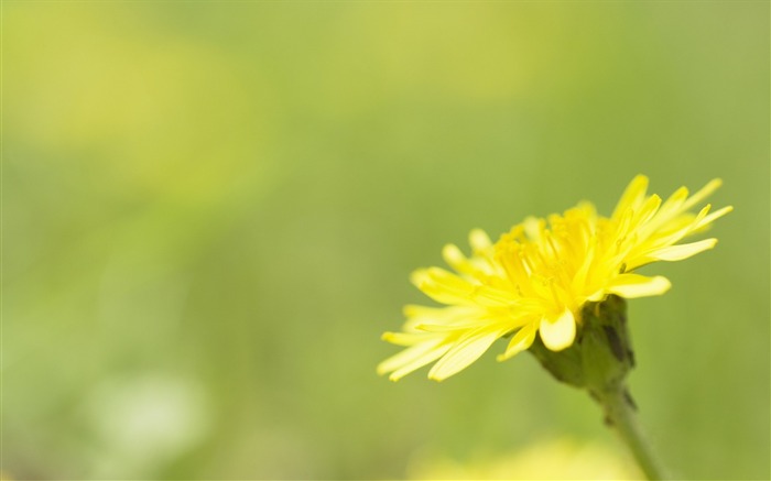 Soft photography - beautiful wildflower photography dream 26 Views:7765 Date:2011/6/18 0:17:30