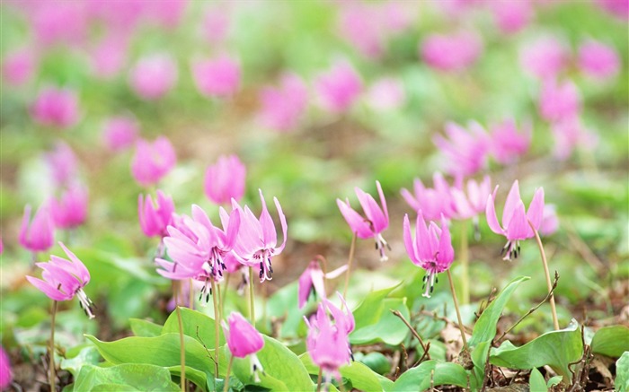 Soft photography - beautiful wildflower photography dream 27 Views:9038 Date:2011/6/18 0:17:55