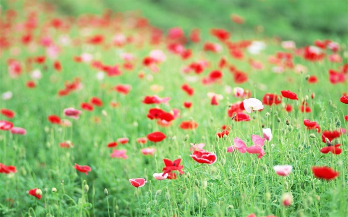 Fotografía suave - hermosa fotografía de flores silvestres sueño 28 Vistas:10938